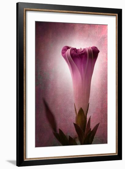 Lantern-Philippe Sainte-Laudy-Framed Photographic Print