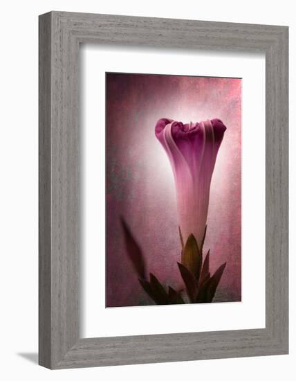 Lantern-Philippe Sainte-Laudy-Framed Photographic Print