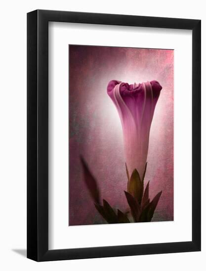 Lantern-Philippe Sainte-Laudy-Framed Photographic Print