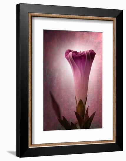 Lantern-Philippe Sainte-Laudy-Framed Photographic Print