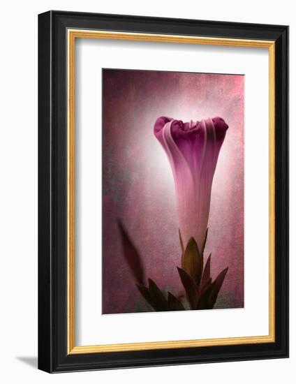 Lantern-Philippe Sainte-Laudy-Framed Photographic Print