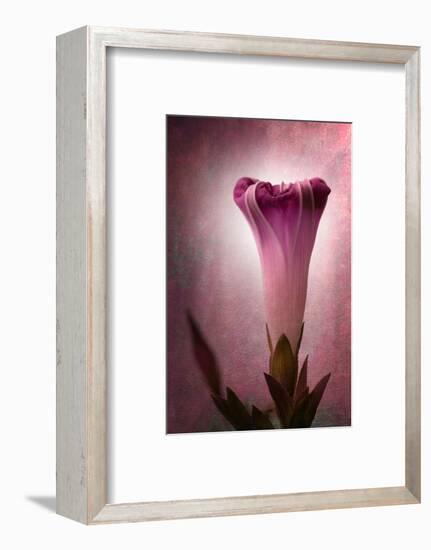 Lantern-Philippe Sainte-Laudy-Framed Photographic Print