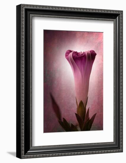 Lantern-Philippe Sainte-Laudy-Framed Premium Photographic Print