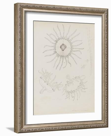 Laomedea Geniculata: Hydrozoan-Philip Henry Gosse-Framed Giclee Print