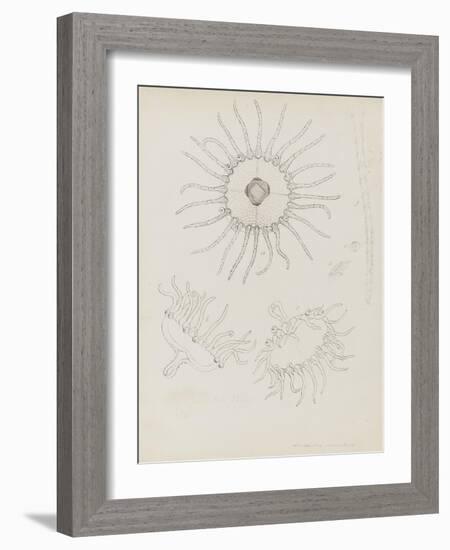 Laomedea Geniculata: Hydrozoan-Philip Henry Gosse-Framed Giclee Print