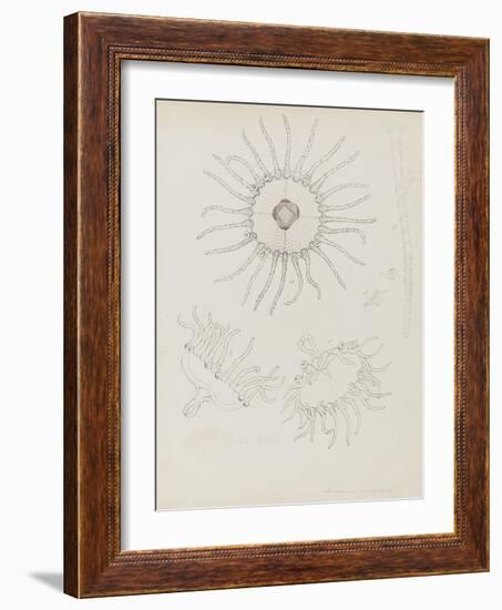 Laomedea Geniculata: Hydrozoan-Philip Henry Gosse-Framed Giclee Print