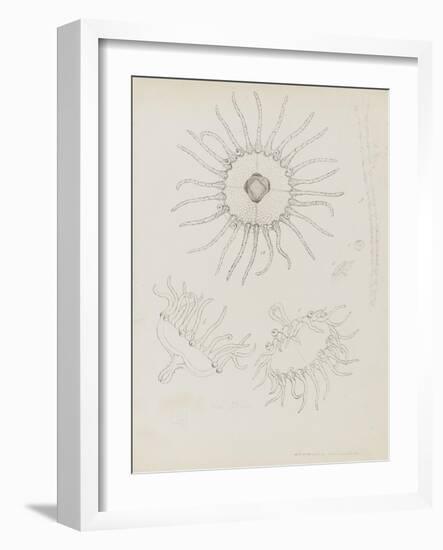 Laomedea Geniculata: Hydrozoan-Philip Henry Gosse-Framed Giclee Print