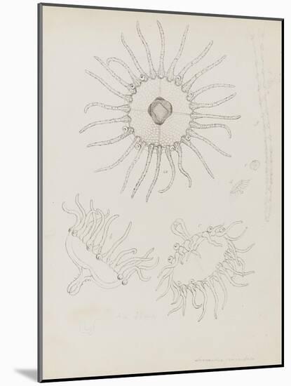 Laomedea Geniculata: Hydrozoan-Philip Henry Gosse-Mounted Giclee Print