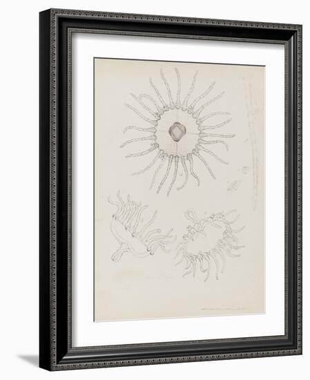 Laomedea Geniculata: Hydrozoan-Philip Henry Gosse-Framed Giclee Print