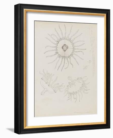 Laomedea Geniculata: Hydrozoan-Philip Henry Gosse-Framed Giclee Print