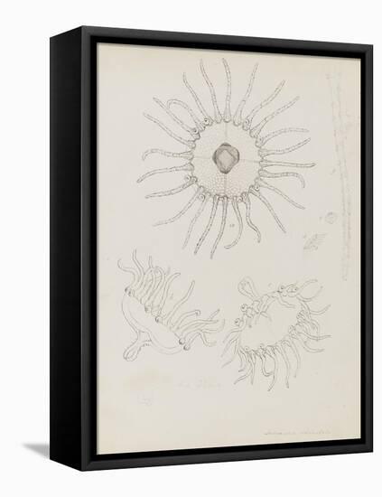 Laomedea Geniculata: Hydrozoan-Philip Henry Gosse-Framed Premier Image Canvas