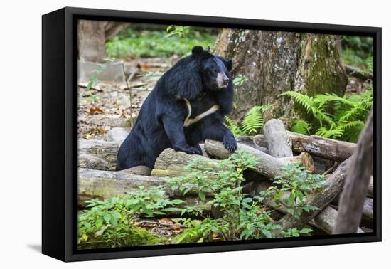 Laos, Kuang Si-Nigel Pavitt-Framed Premier Image Canvas