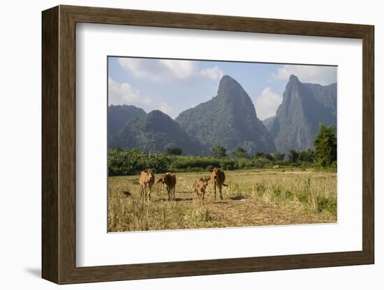 Laos, Vang Vieng. Cows and Mountains-Matt Freedman-Framed Photographic Print