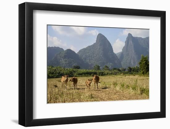 Laos, Vang Vieng. Cows and Mountains-Matt Freedman-Framed Photographic Print