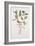 Lapageria Rosea, C.1986-Brenda Moore-Framed Giclee Print