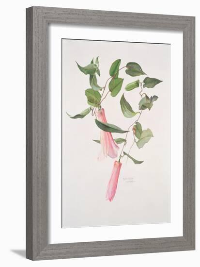 Lapageria Rosea, C.1986-Brenda Moore-Framed Giclee Print