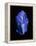 Lapis Lazuli, a Rare, Deep Blue Gemstone-Vaughan Fleming-Framed Premier Image Canvas