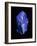 Lapis Lazuli, a Rare, Deep Blue Gemstone-Vaughan Fleming-Framed Photographic Print