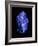 Lapis Lazuli, a Rare, Deep Blue Gemstone-Vaughan Fleming-Framed Photographic Print