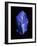 Lapis Lazuli, a Rare, Deep Blue Gemstone-Vaughan Fleming-Framed Photographic Print