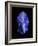 Lapis Lazuli, a Rare, Deep Blue Gemstone-Vaughan Fleming-Framed Photographic Print