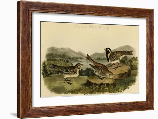 Lapland Lark Bunting-John James Audubon-Framed Art Print