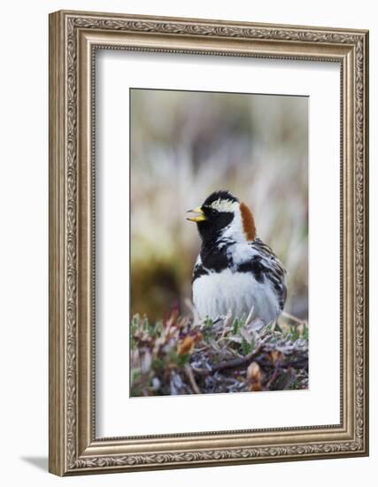 Lapland Longspur Singing-Ken Archer-Framed Photographic Print