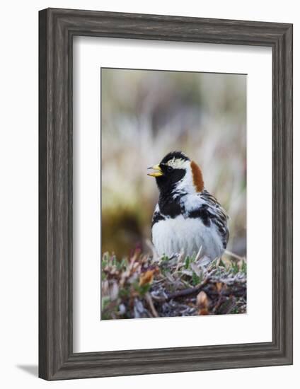 Lapland Longspur Singing-Ken Archer-Framed Photographic Print