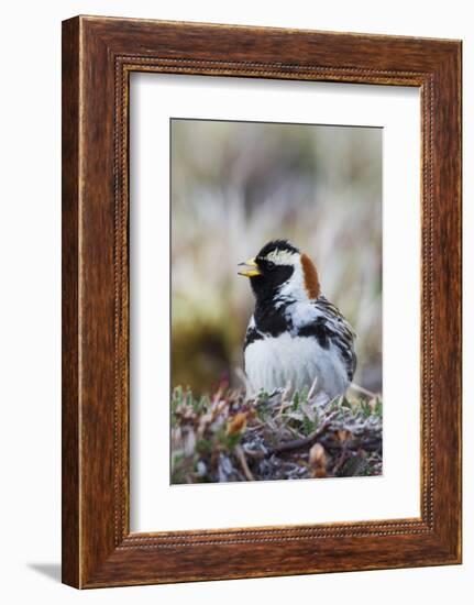 Lapland Longspur Singing-Ken Archer-Framed Photographic Print