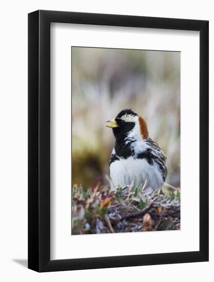 Lapland Longspur Singing-Ken Archer-Framed Photographic Print