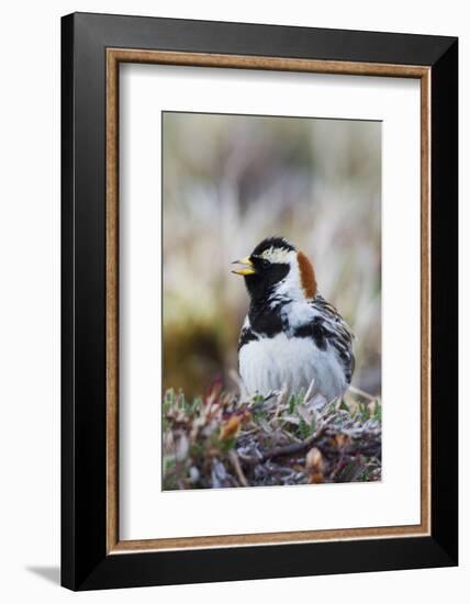 Lapland Longspur Singing-Ken Archer-Framed Photographic Print