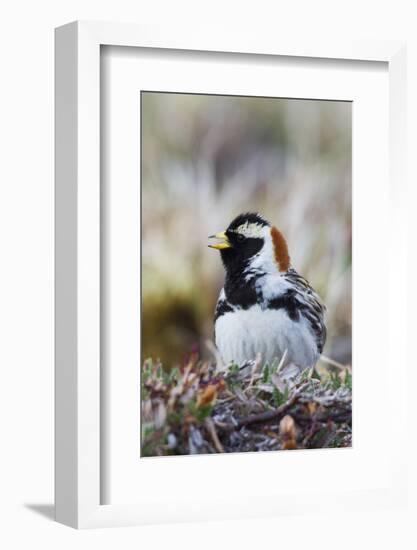 Lapland Longspur Singing-Ken Archer-Framed Photographic Print