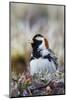 Lapland Longspur Singing-Ken Archer-Mounted Photographic Print