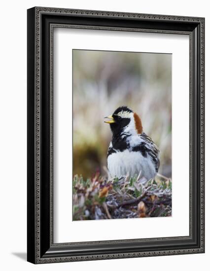 Lapland Longspur Singing-Ken Archer-Framed Photographic Print