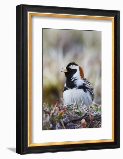 Lapland Longspur Singing-Ken Archer-Framed Photographic Print