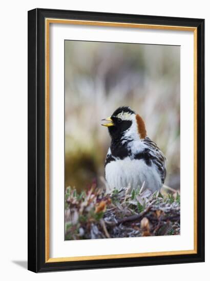 Lapland Longspur Singing-Ken Archer-Framed Photographic Print