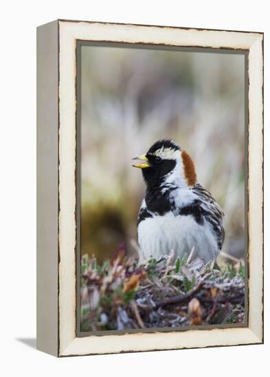 Lapland Longspur Singing-Ken Archer-Framed Premier Image Canvas