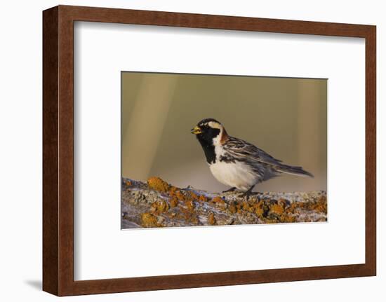 Lapland Longspur singing-Ken Archer-Framed Photographic Print