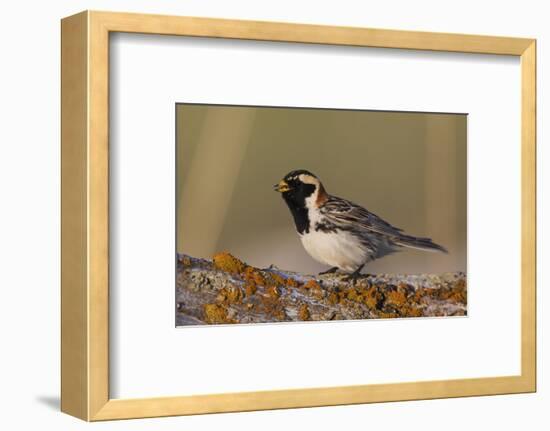 Lapland Longspur singing-Ken Archer-Framed Photographic Print