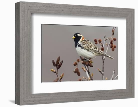 Lapland Longspur-Ken Archer-Framed Photographic Print