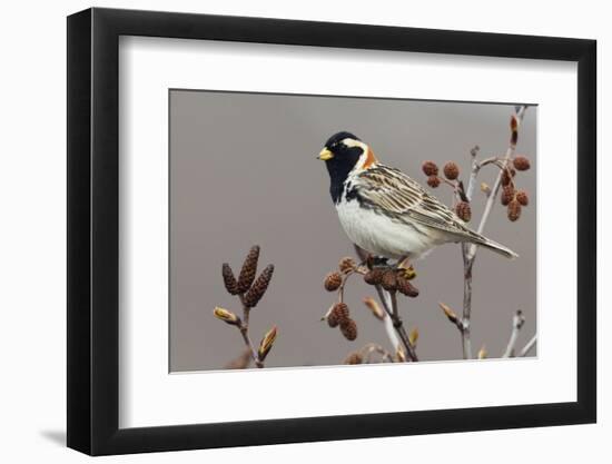 Lapland Longspur-Ken Archer-Framed Photographic Print