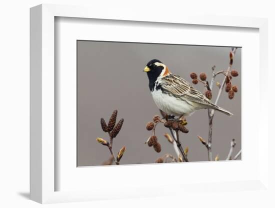 Lapland Longspur-Ken Archer-Framed Photographic Print