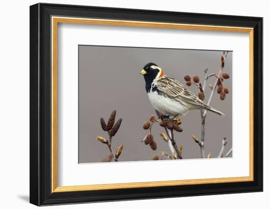 Lapland Longspur-Ken Archer-Framed Photographic Print