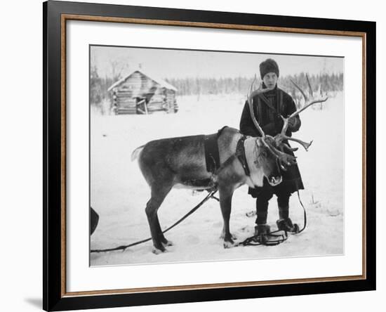 Laplander Helping to Move Reindeer Away from Russian Positions During the Russo-Finnish War-Carl Mydans-Framed Premium Photographic Print