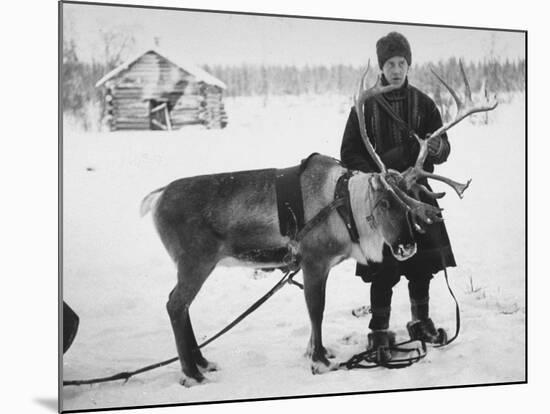 Laplander Helping to Move Reindeer Away from Russian Positions During the Russo-Finnish War-Carl Mydans-Mounted Premium Photographic Print
