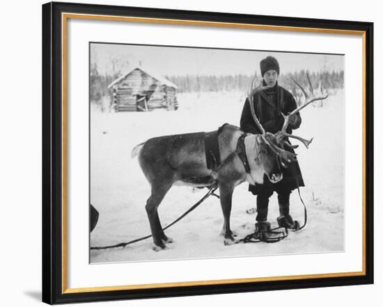 Laplander Helping to Move Reindeer Away from Russian Positions During the Russo-Finnish War-Carl Mydans-Framed Premium Photographic Print