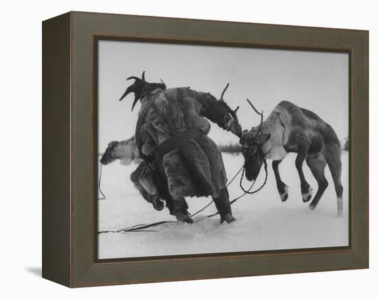 Lapp Struggling to Harness One of His Reindeer-Mark Kauffman-Framed Premier Image Canvas