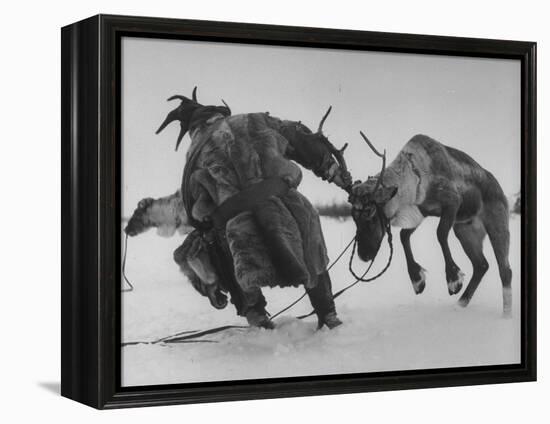 Lapp Struggling to Harness One of His Reindeer-Mark Kauffman-Framed Premier Image Canvas