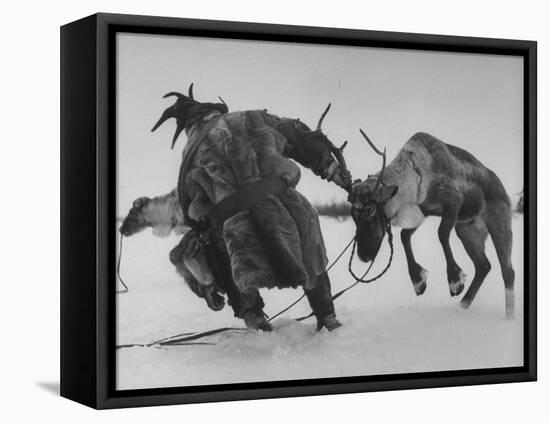 Lapp Struggling to Harness One of His Reindeer-Mark Kauffman-Framed Premier Image Canvas