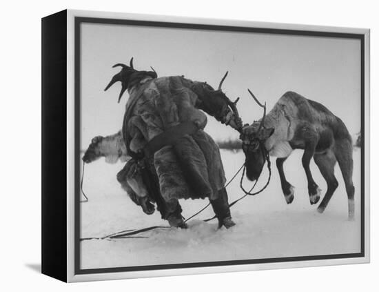 Lapp Struggling to Harness One of His Reindeer-Mark Kauffman-Framed Premier Image Canvas